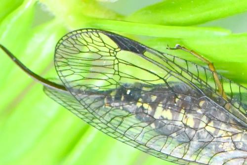 Phaeostigma notatum
